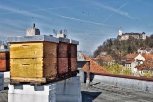 Slika: Izzivi čebelarjenja v Ljubljani